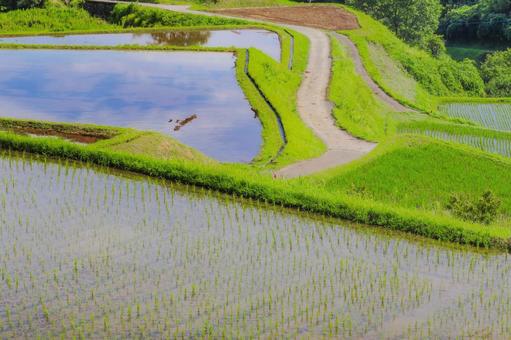田んぼの水張り 田んぼの水張りの写真