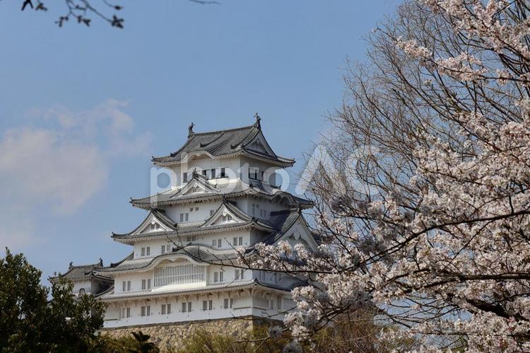 姫路城と満開の桜42 姫路城,満開,桜の写真素材