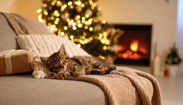 ソファで眠る猫と背景のクリスマスツリー ソファで眠る猫と背景のクリスマスツリーの写真