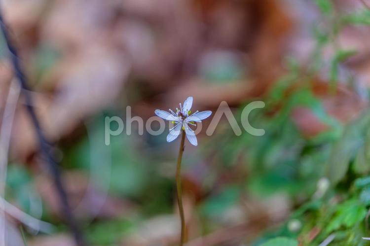 森の中でひっそりと咲くバイカオウレン バイカオウレン,梅花黄連,花の写真素材