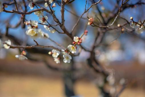 青空と白い梅の花 梅,白梅,花の写真素材