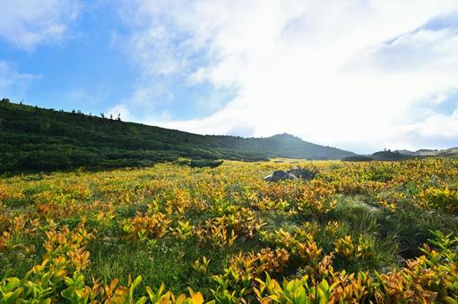早朝の雲の平に広がる高山植物たち 早朝の雲の平に広がる高山植物たち あの世,天界,天国の写真素材