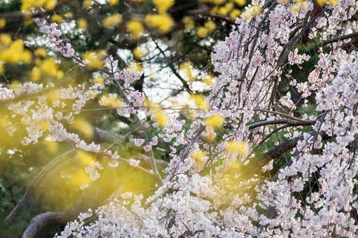 榴岡公園の桜⒄ 榴岡公園の桜⒄の写真