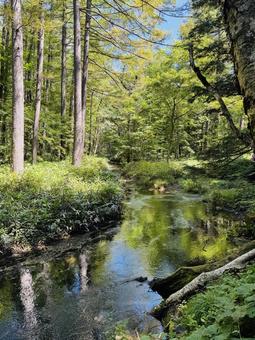 森の風景 森の風景,森,自然の写真素材