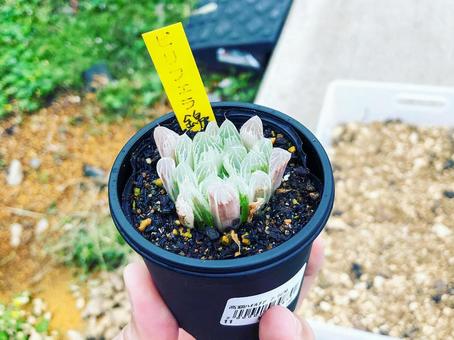 鉢植えの多肉植物(ハオルチア) 鉢植えの多肉植物(ハオルチア)の写真