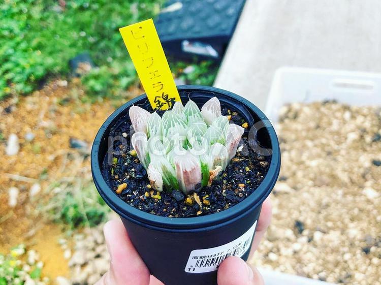 鉢植えの多肉植物（ハオルチア） 植物,多肉植物,多肉の写真素材