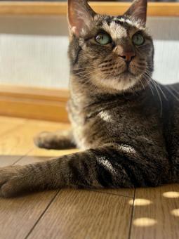 Cat, brown tabby, sunbathing, JPG Cat, brown tabby, sunbathing, JPG