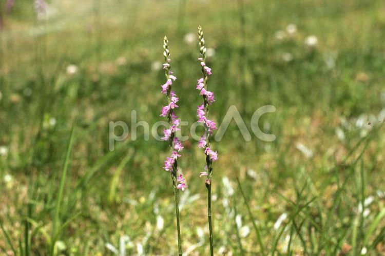 ネジバナ右巻き左巻き 花,ピンク,春の写真素材