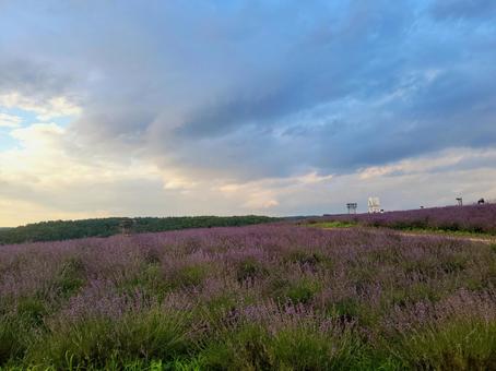 Lavender fields Hokkaido Hinode Park, JPG