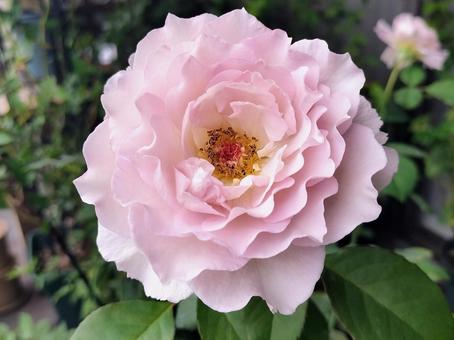 ベランダのバラ・ニューウェーブ 薔薇,バラ,ニューウェーブの写真素材