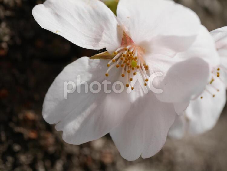桜　雄しべ　雌しべ 桜,サクラ,さくらの写真素材