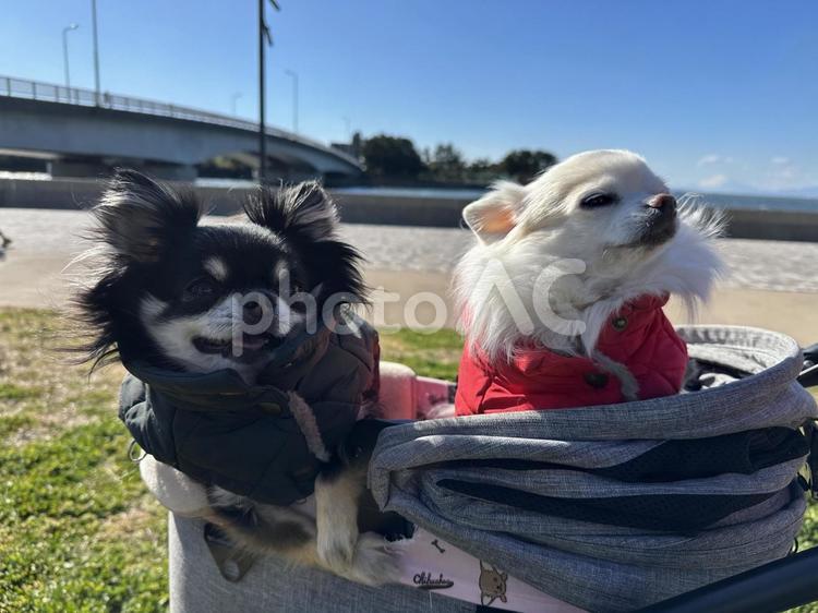 白黒チワワ、強風ところにより笑顔 犬,チワワ,ちわわの写真素材