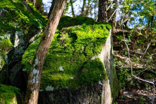 陽光差す苔の森 苔,コケ,岩の写真素材