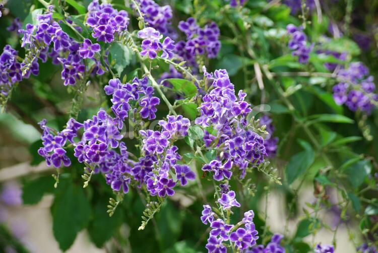 奈良の自然風景５８ 花,アップ,紫色の写真素材