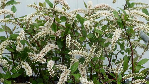 Spring flowering tree, Meadowsweet flower, JPG