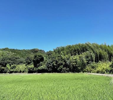 夏の田んぼ 夏の田んぼ 田んぼ,田植え,田園の写真素材