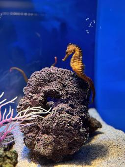 タツノオトシゴ タツノオトシゴ アクアス,島根,タツノオトシゴの写真素材
