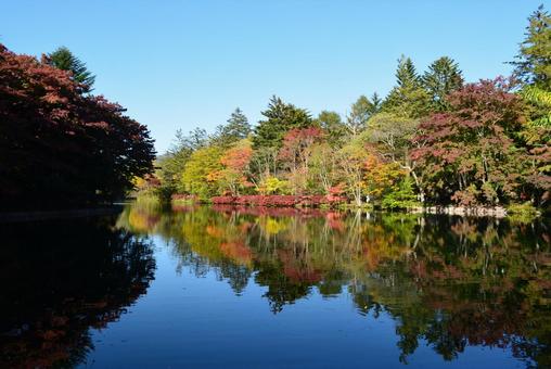 紅葉 長野 紅葉 長野 長野,湖,秋の写真素材