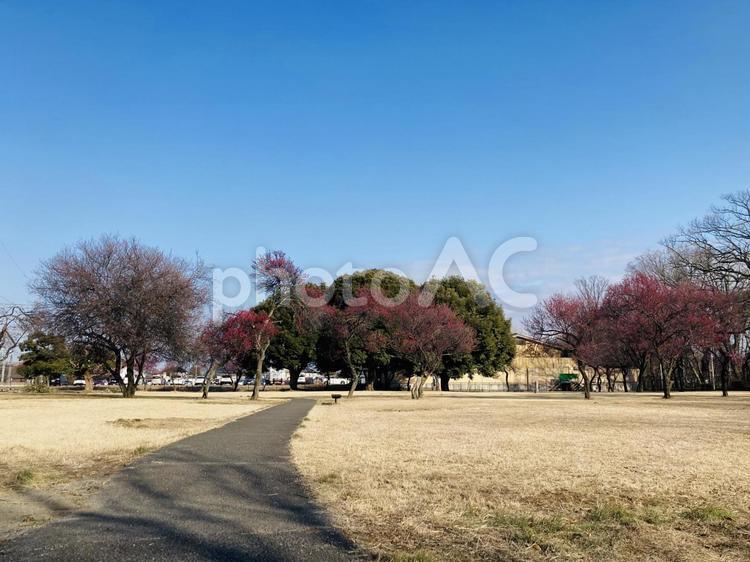 公園の舗装された道 公園,芝生,道の写真素材
