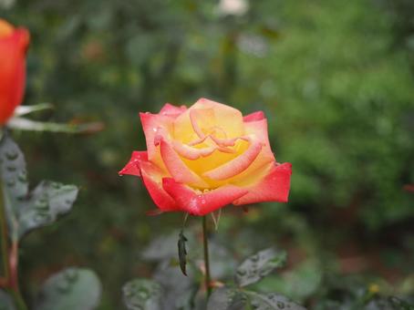 バラ園のカラフルな薔薇を撮りました バラ園のカラフルな薔薇を撮りましたの写真