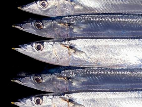 サンマ サンマ,秋刀魚,銀の写真素材