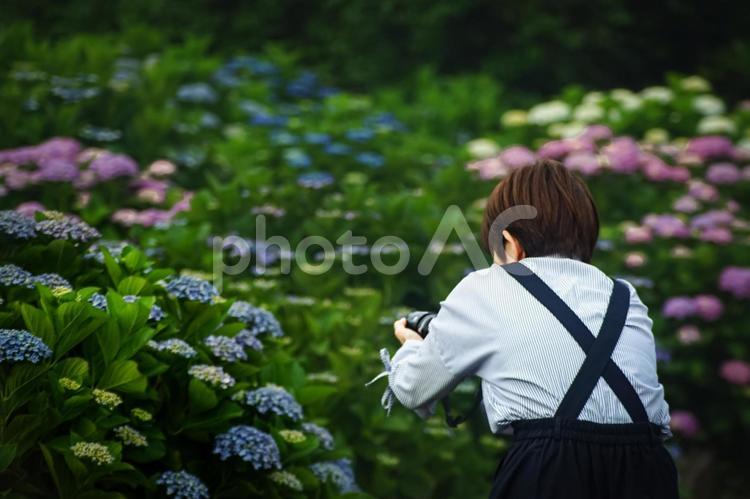 ※素材＞梅雨に満開の紫陽花を撮影する女性 女性,人物,風景の写真素材