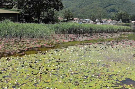 Lake Kizaki Water Lily 6, JPG