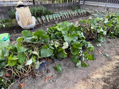 つる返しをしたサツマイモの畑 つる返しをしたサツマイモの畑の写真
