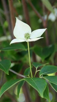 ヤマボウシの写真