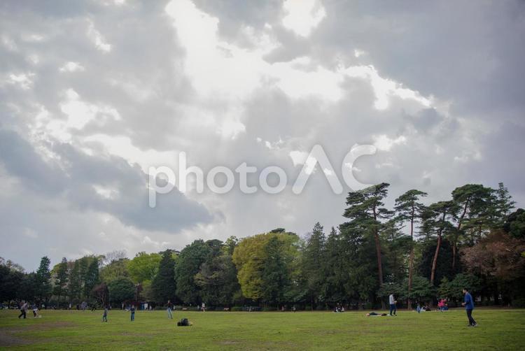 井の頭公園の森の風景 井の頭公園,吉祥寺,散歩道の写真素材
