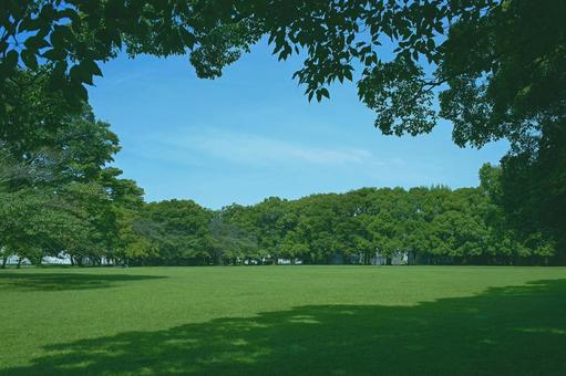 緑の公園 緑の公園 森,緑,木の写真素材
