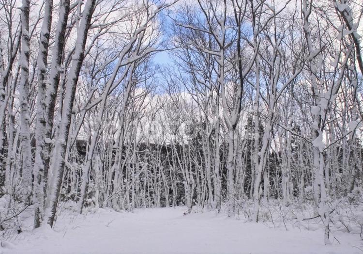冬の林３ 雪景色,林,済んだ空気の写真素材