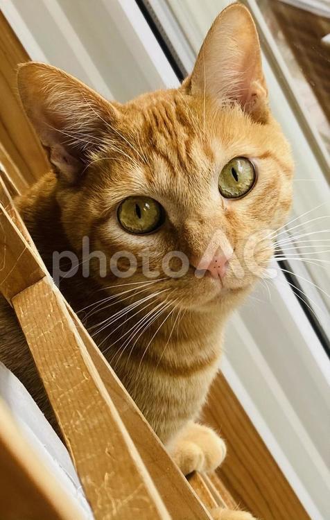 障子から顔を出す猫 ねこ,可愛い,トラ猫の写真素材