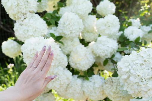 白い花に触れるネイル手元④ 白い花に触れるネイル手元④の写真