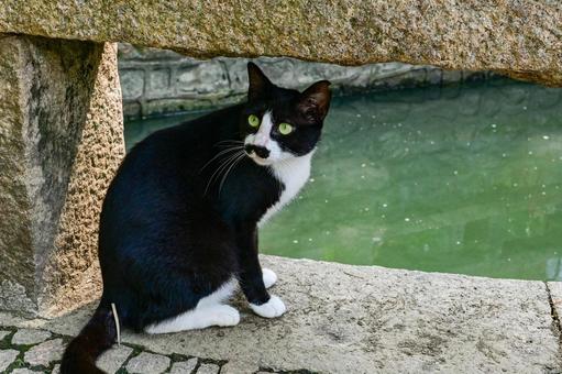 Photo, cat, suzhou, tiger hill, 