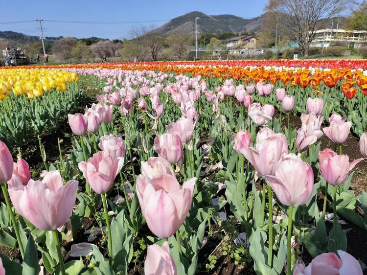 チューリップ　サーモンファンアイク品種 サーモンファンアイク,神奈川県立秦野戸川公園,チューリップの写真素材