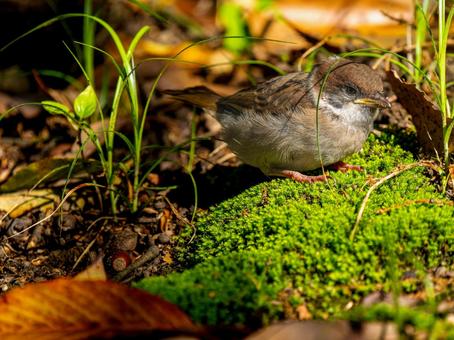 地面を歩くスズメの若鳥 地面を歩くスズメの若鳥の写真