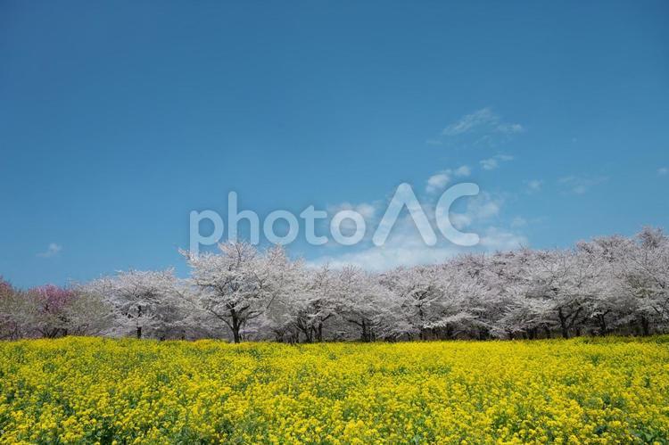 桜と青空と菜の花畑 桜,春,菜の花の写真素材