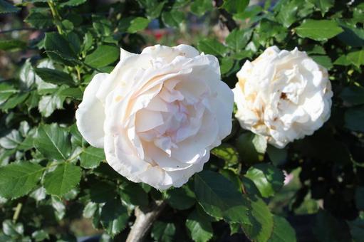 ばら287 ばら287 バラ,rose,初夏の写真素材