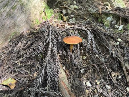 きのこ（ハナイグチ） きのこ,キノコ,茸の写真素材