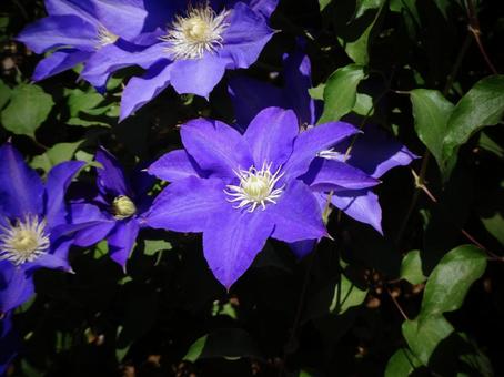 クレマチスの写真