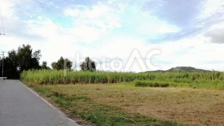 青空と木と草と 道路,木,自然の写真素材