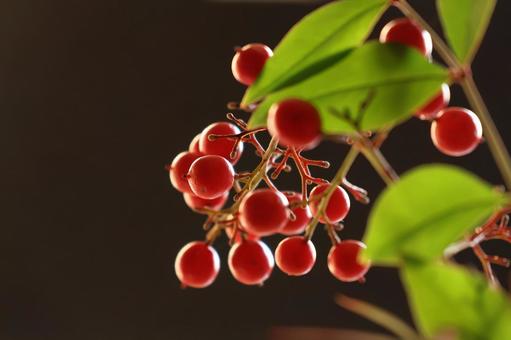 南天の赤い実(黒バック) 南天の赤い実(黒バック)の写真