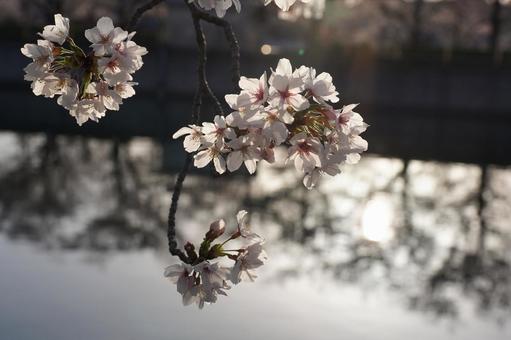 桜便り 桜便りの写真