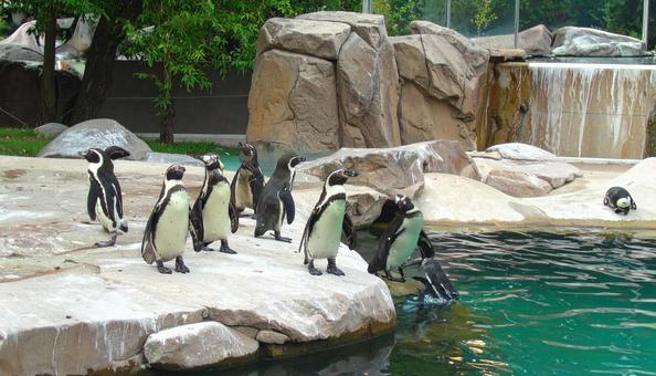 動物園のペンギン 動物園のペンギンの写真