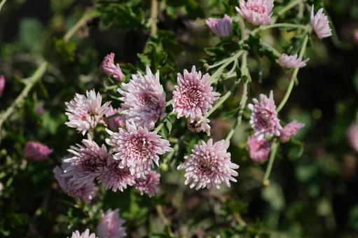 食用菊「延命楽」の花 食用菊,菊,キクの写真素材