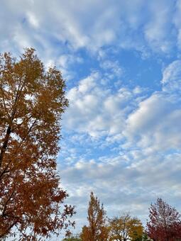 秋空 秋,空,自然の写真素材