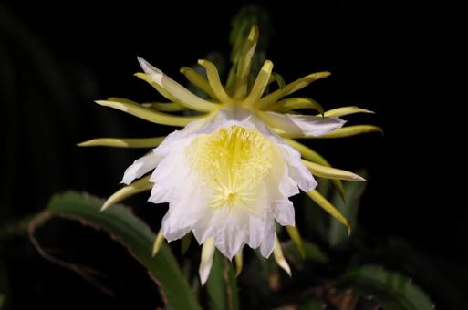 ドラゴンフルーツ 植物,植物園,ドラゴンフルーツの写真素材