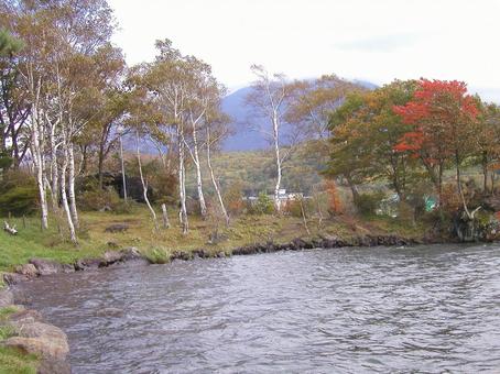 Photo, lake shirakaba, japanese privet (ligustrum japonicum), nagano prefecture, 