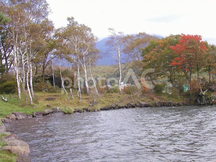 長野　白樺湖 白樺湖,しらかばこ,長野県の写真素材